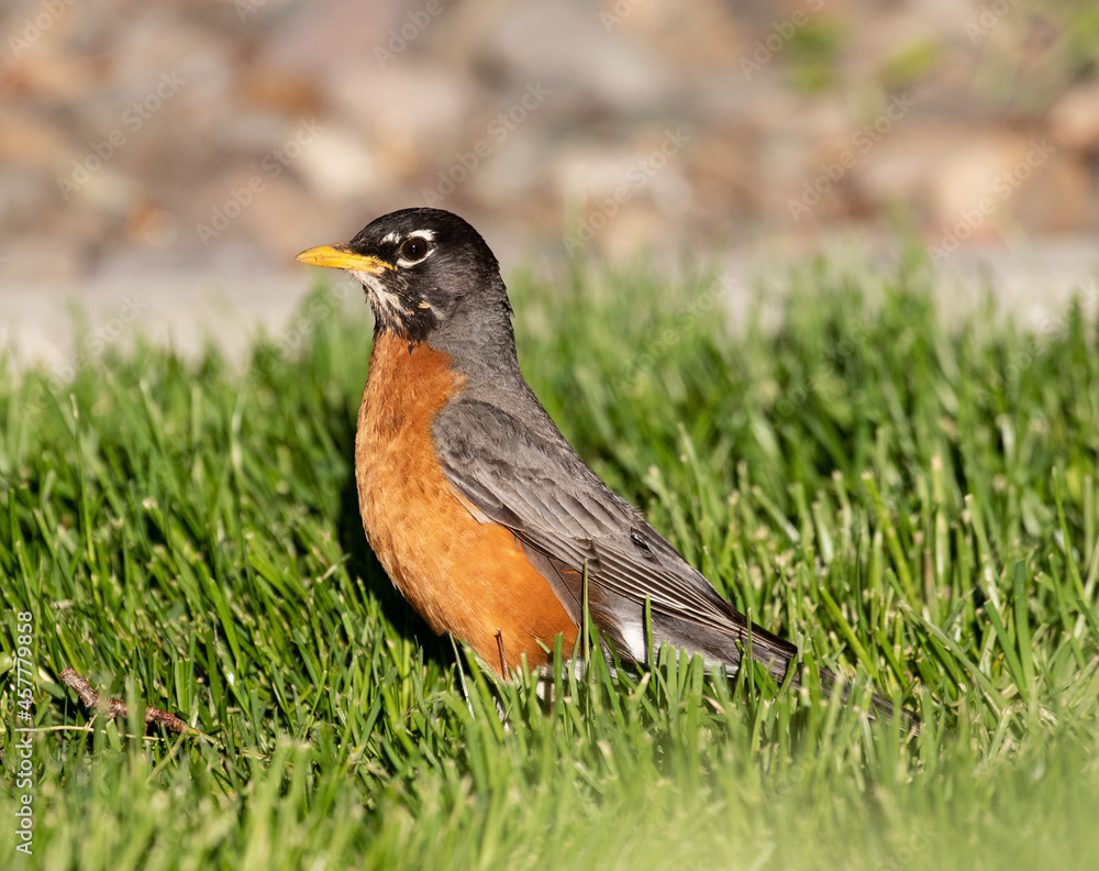 robin on the grass robin on the grass