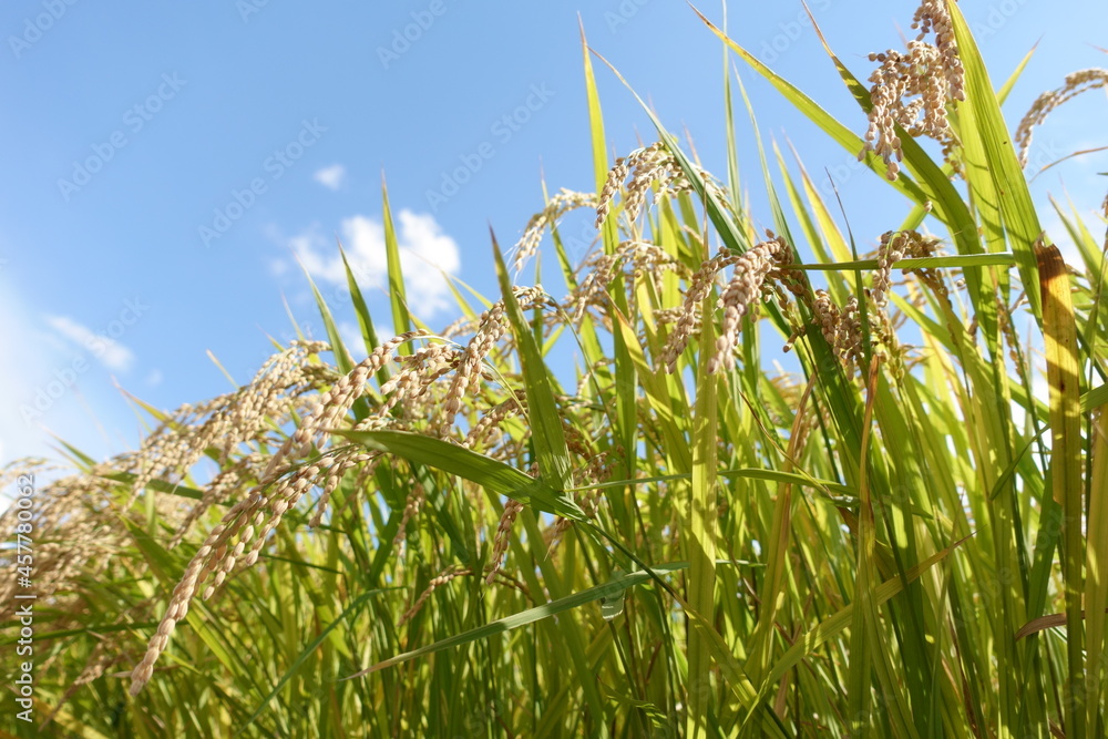 Naklejka premium 黄金色の稲穂 収穫前の稲