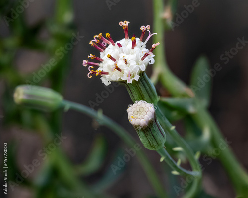 Flores e botões do Senecio peregrinus, suculenta conhecida popularmente como colar de golfinhos