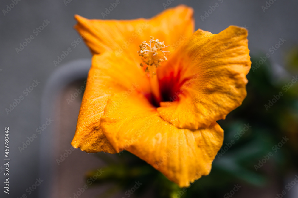 close-up of yellow cuban hibiscus plantwith flowers in pot indoor by the window close-up of yellow cuban hibiscus plantwith flowers in pot indoor by the window