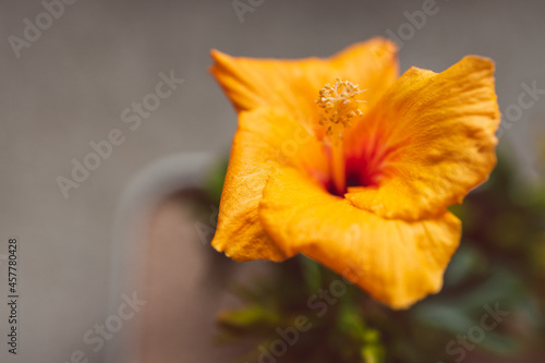 close-up of yellow cuban hibiscus plantwith flowers in pot indoor by the window photo