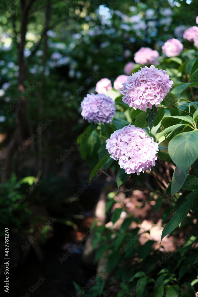 住吉大社の紫陽花 住吉大社の紫陽花