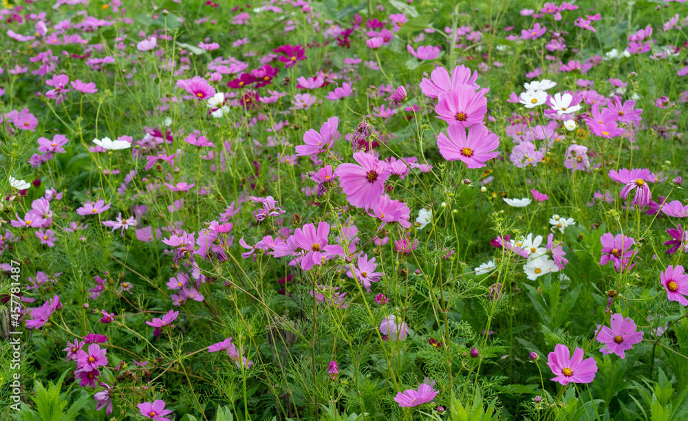 Obraz premium Field of Colorful Wildflowers