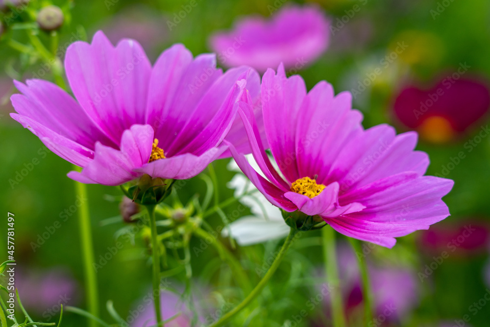Field of Colorful Wildflowers Field of Colorful Wildflowers