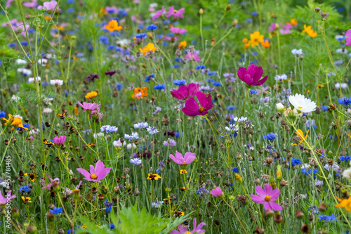 Field of Colorful Wildflowers