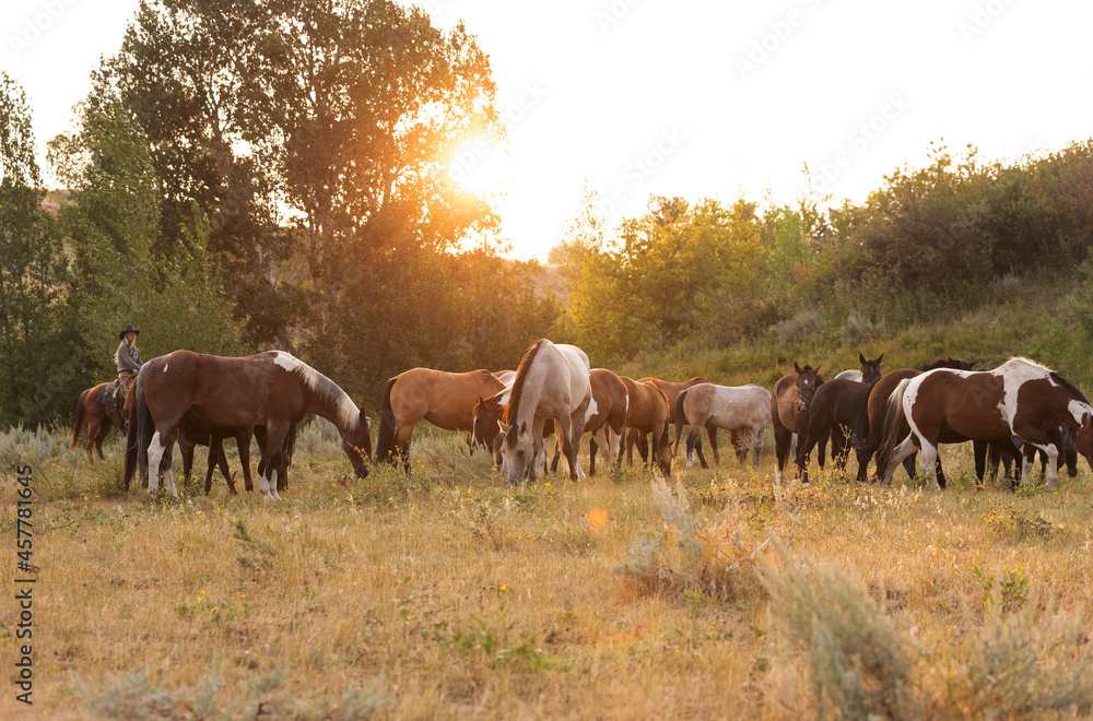 Obraz premium Horse Herd in the morning