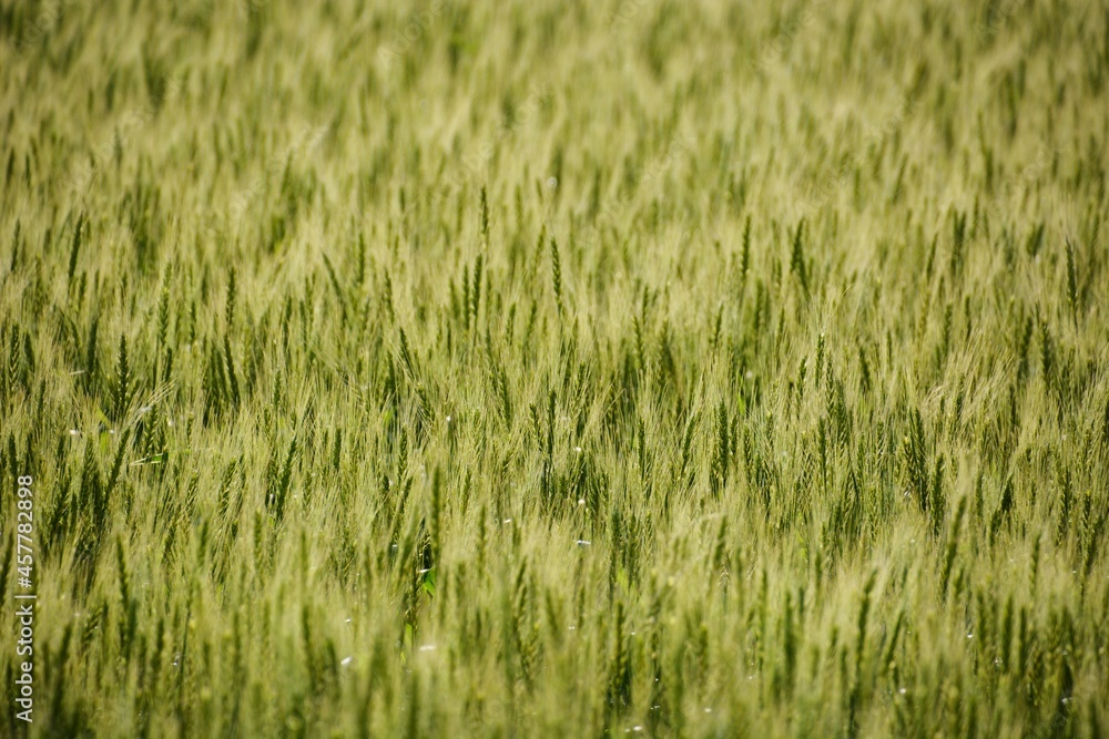 Wheat cultivation. In Japan, seeds are sown around October and harvested around June of the following year. Wheat cultivation. In Japan, seeds are sown around October and harvested around June of the following year.