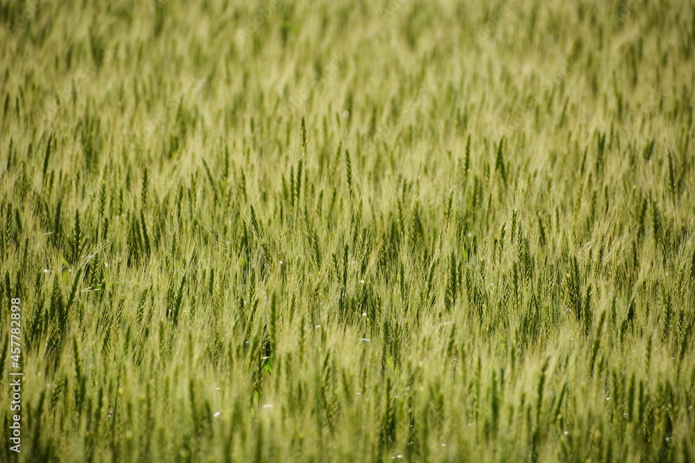 Wheat cultivation. In Japan, seeds are sown around October and harvested around June of the following year. 