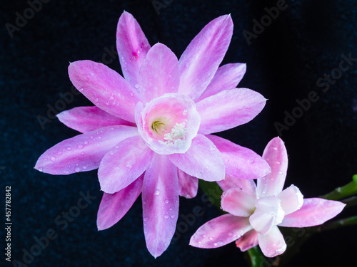 Amazing Blossom of Epiphyllum hybrid photo