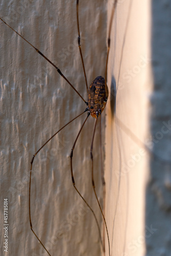Harvestmen Spider on a wall 