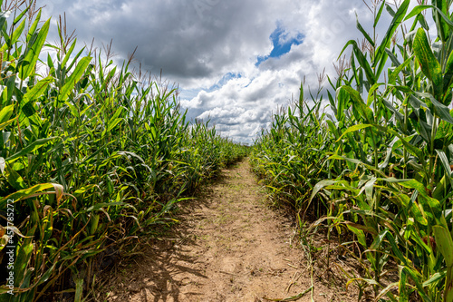 A path for a maze is cut out of a corn field with a blue sky filled with puffy cotton like cumulous clouds.