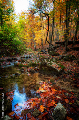Autumn leaves float in a river that flows through a canyon with tall trees.