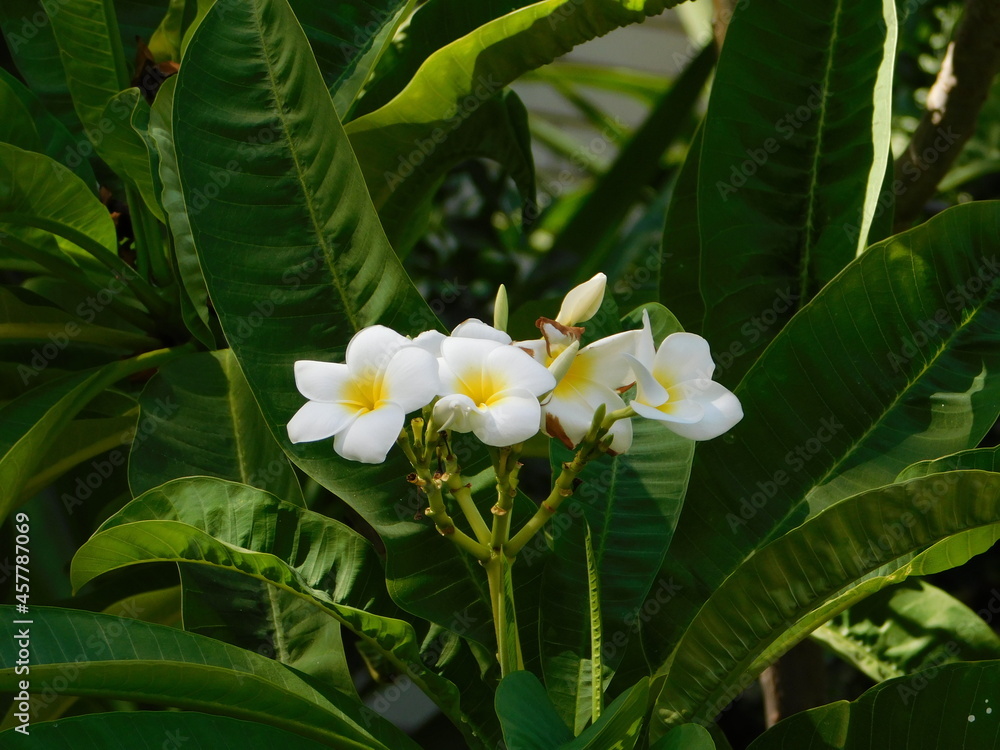 Fototapeta premium Plumeria or frangipani, white and yellow flowers