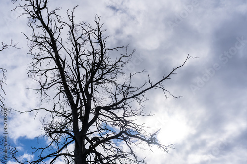 A dry tree against the background of clouds