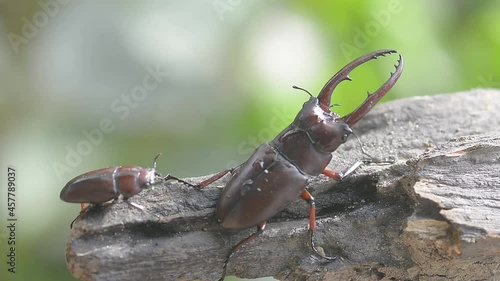 Male and female stag beetles in the mating season , Prosopocoilus astacoides