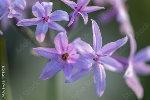 Closeup shot of blooming tulbaghia violacea under sunlight photo