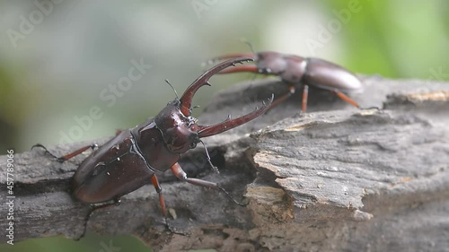 Two male stag beetles in the mating season, Prosopocoilus astacoides