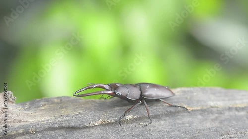 beautiful of male stag beetles in nature , Prosopocoilus astacoides 

 photo