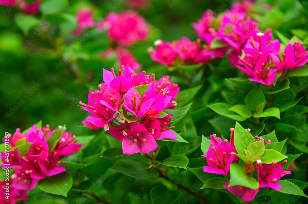 Beautiful magenta bougainvillea Beautiful magenta bougainvillea