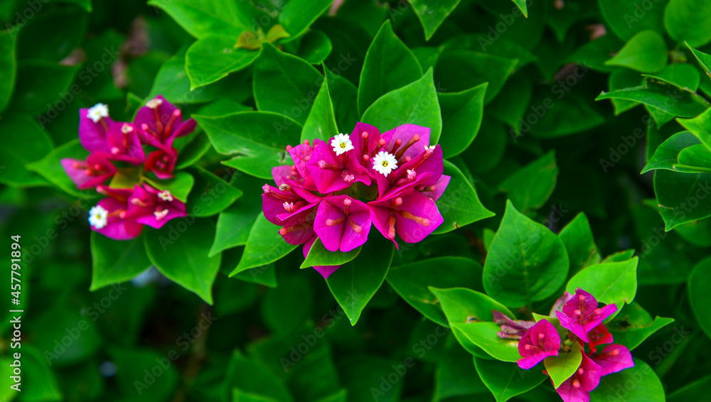 Beautiful magenta bougainvillea Beautiful magenta bougainvillea