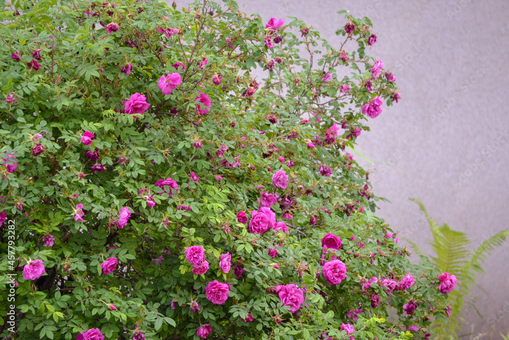 Obraz premium Pink rose bushes on a stucco wall with copy space.