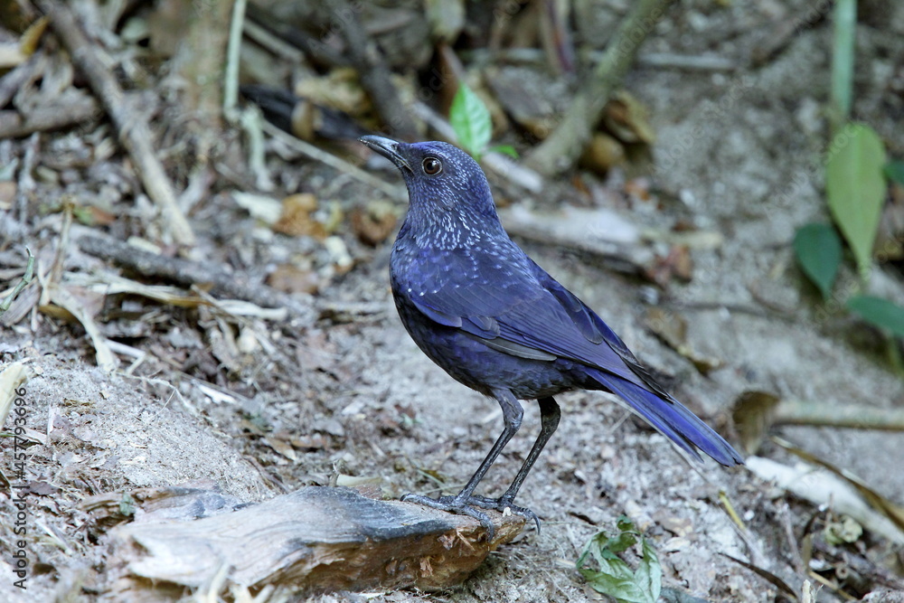 Blue Whistling-Thrush : myophonus caeruleus Blue Whistling-Thrush : myophonus caeruleus