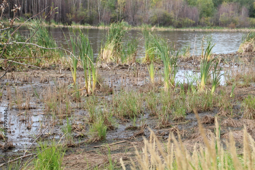 The Wetlands, Strathcona Wilderness Centre, Alberta The Wetlands, Strathcona Wilderness Centre, Alberta