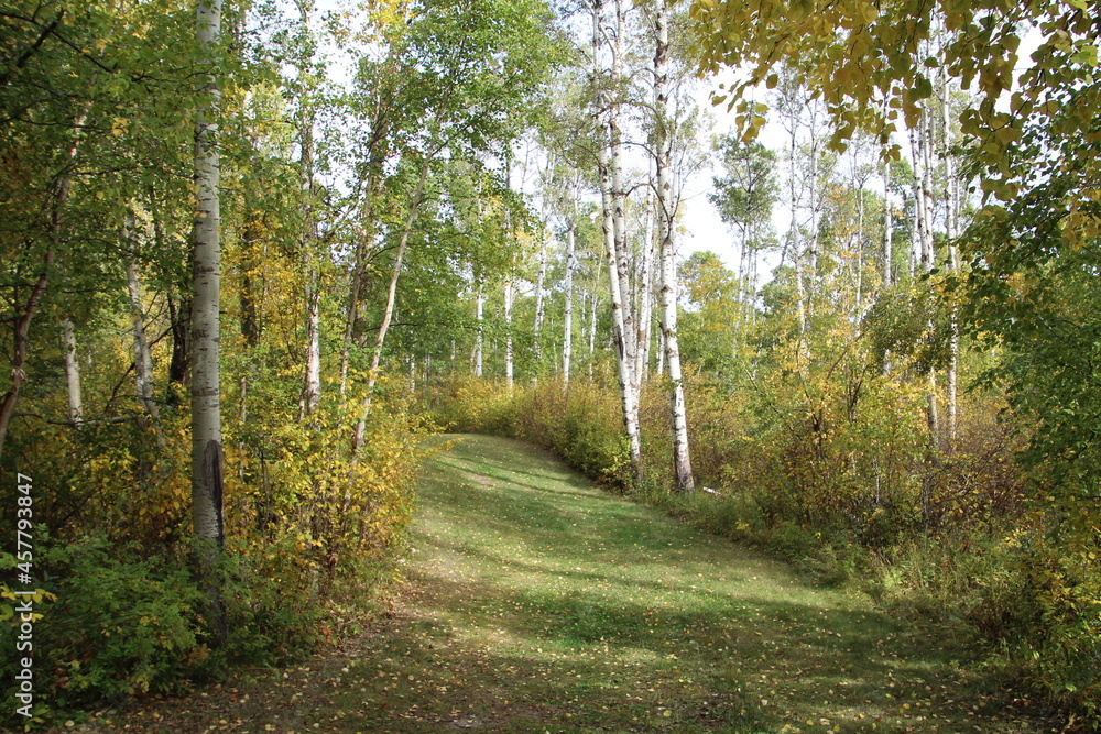 Fototapeta premium The Trail, Strathcona Wilderness Centre, Alberta