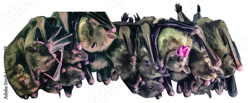 The bats hang upside down, huddled closely to each other. Two bats are awake, the rest are asleep. Illustration, vector. Fruit bats isolated on white background.