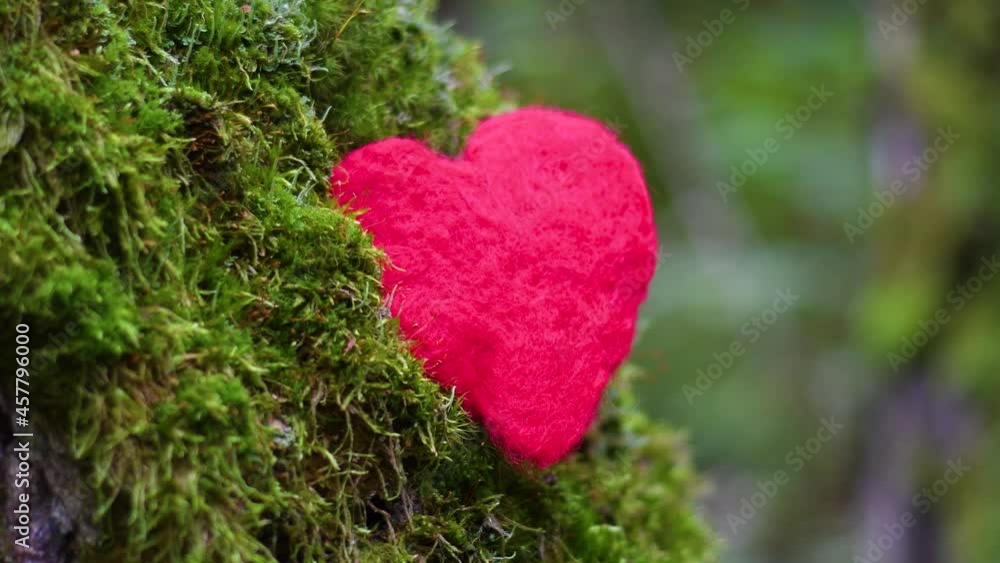 A red heart lies in moss on a tree trunk. The background symbolizes love and respect for wildlife. Solar splash screen on the topic of nature protection. A red heart lies in moss on a tree trunk. The background symbolizes love and respect for wildlife. Solar splash screen on the topic of nature protection.