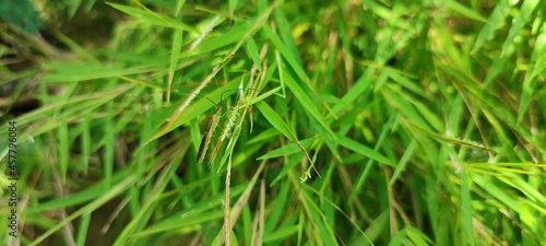 green grass background © Engkos