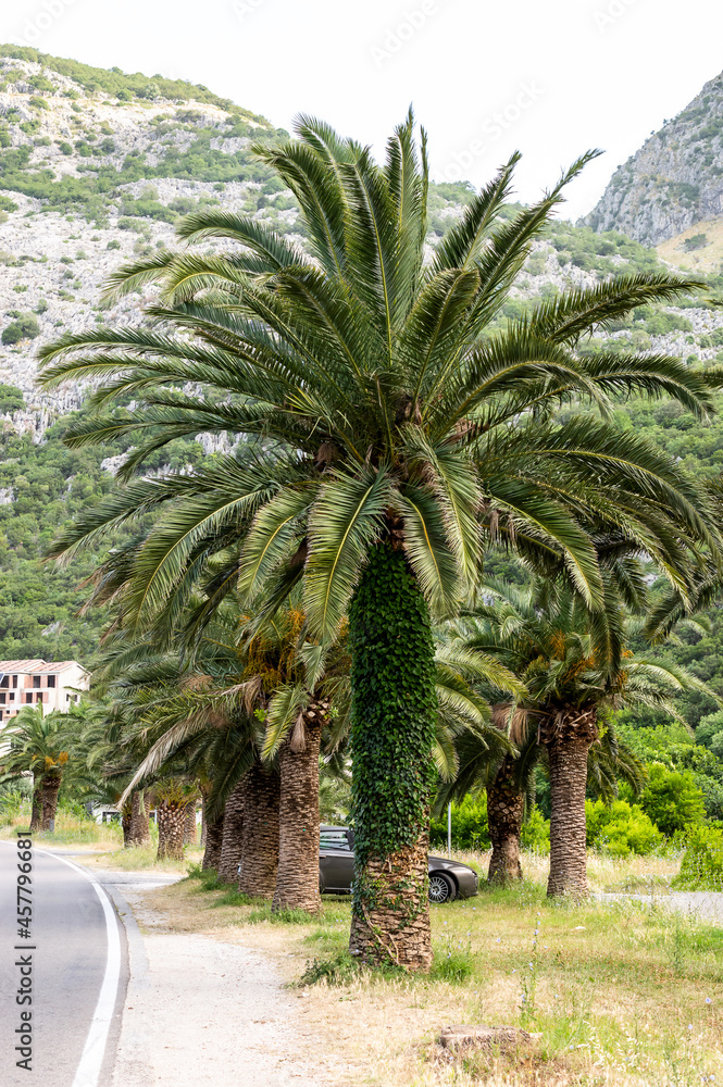 Palms near asphalt road against high mountains