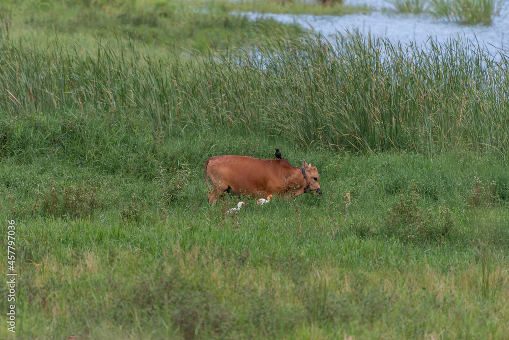 A yellow cow was eating grass on the grass. There was a black bird on its back and several cattle egrets next to it A yellow cow was eating grass on the grass. There was a black bird on its back and several cattle egrets next to it