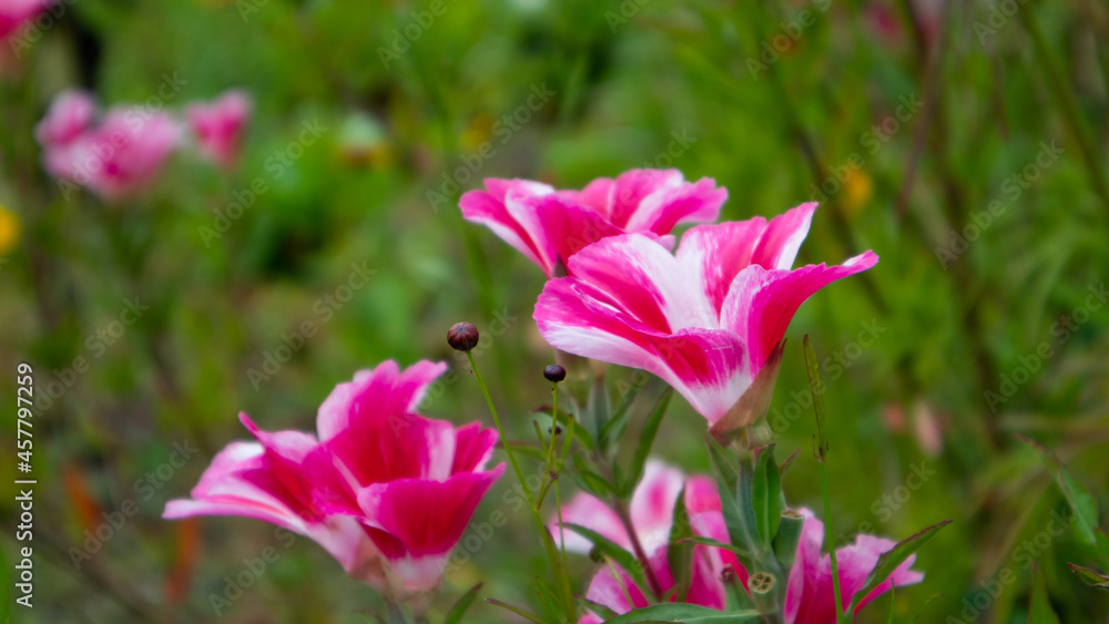 Pink and White Flower Closeup with Green Background