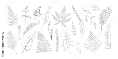 Forest leaves. Hand drawn fern foliage. Grass and bushes greenery. Vintage botanical sketch with bourgeon and sprout. Natural black and white elements set. Vector graphic flora templates