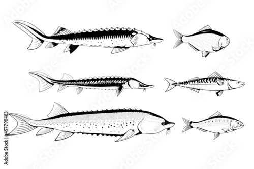 Commercial sturgeon fish isolated black and white vector illustration. Beluga, sevryuga, sturgeon