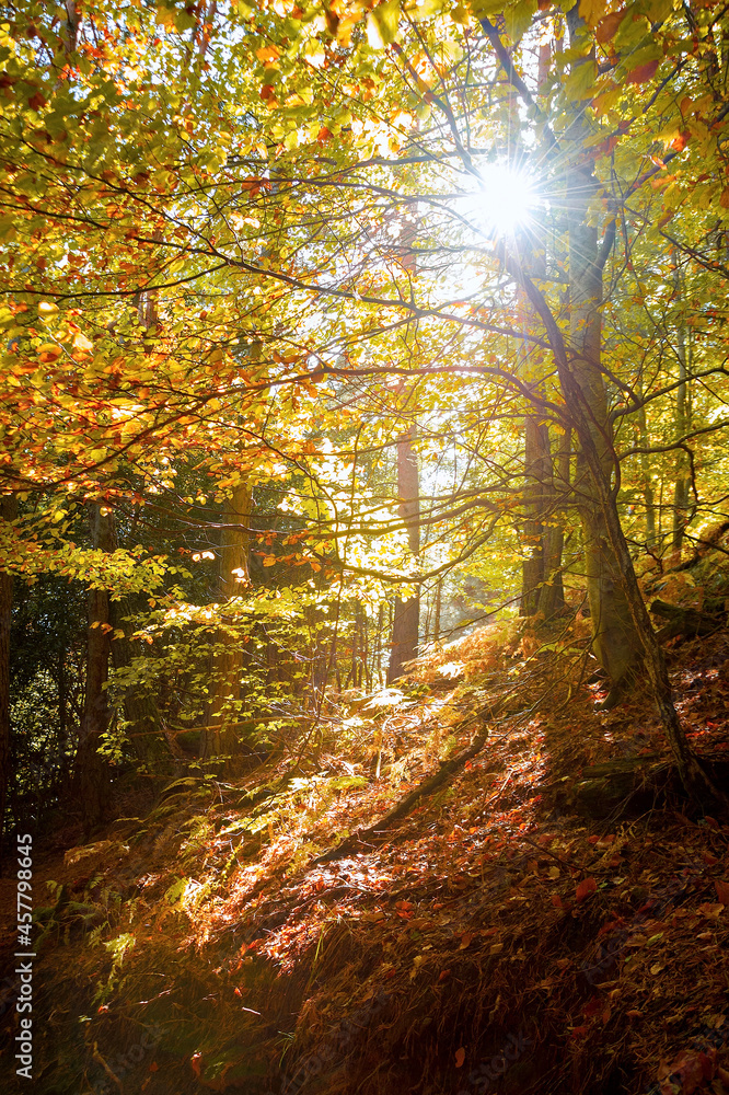 Naklejka premium autumn in the forest