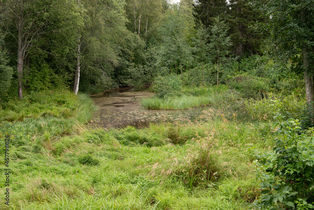 river in the forest river in the forest
