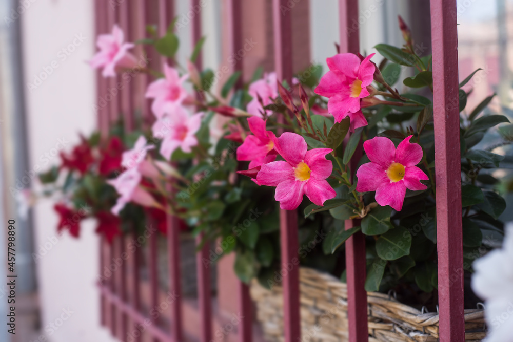Closeup of pink flowers behind a metallic fence at the window of a house facade in the street