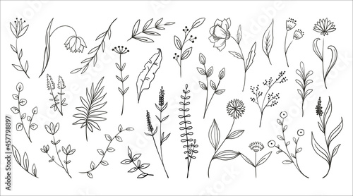 Doodle wood flowers. Hand drawn forest plants foliage. Fern branches and herbs with blossoms. Outline leaves collection. Decorative floral elements mockup. Vector botanical sketches set