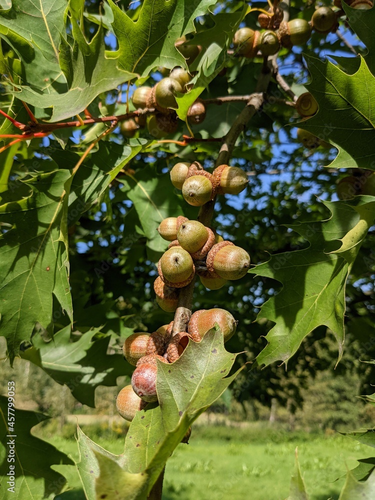 Oak branch with mature acorns
