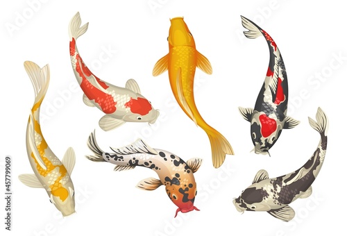 Koi fish. Cartoon Chinese traditional pond carp. Oriental Japanese goldfish collection. Nature Zen. Isolated underwater pets. Asian tattoo template. Vector colorful water animals set