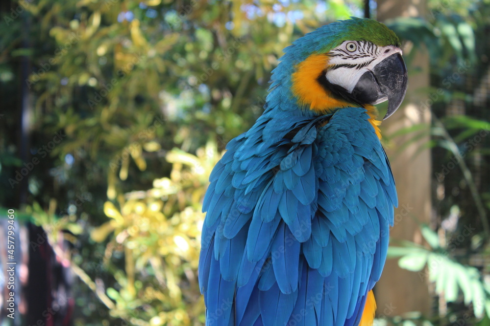 Obraz premium Macaw