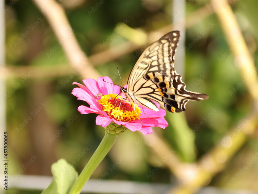 Obraz premium ピンクの花に止まるアゲハ蝶