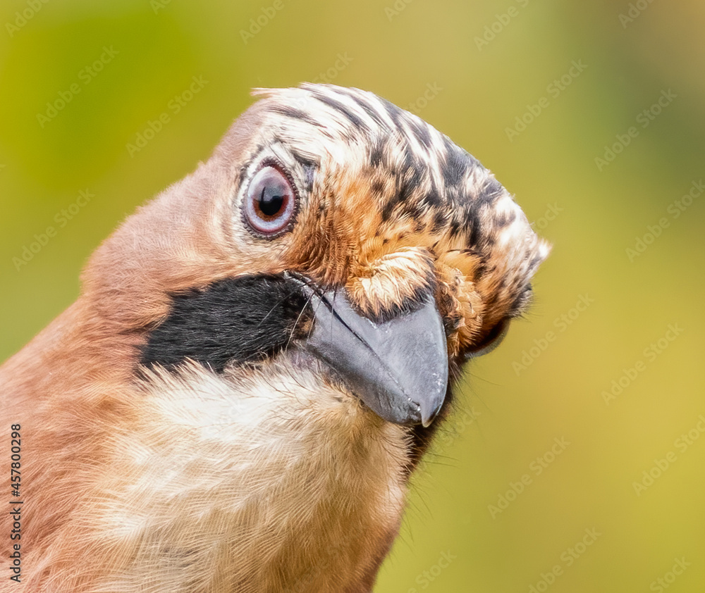 Fototapeta premium Eurasian Jay