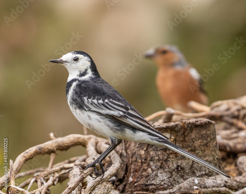 Pied (or White) wagtail