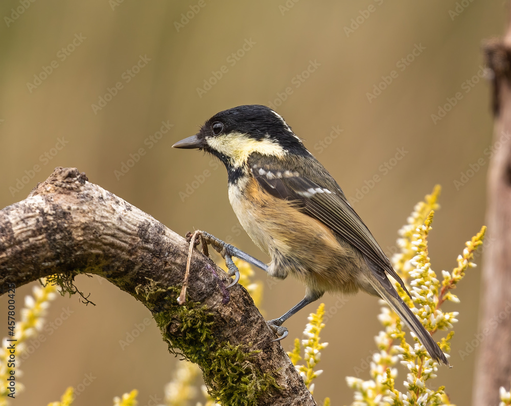 Obraz premium Coal tit (periparus ater)