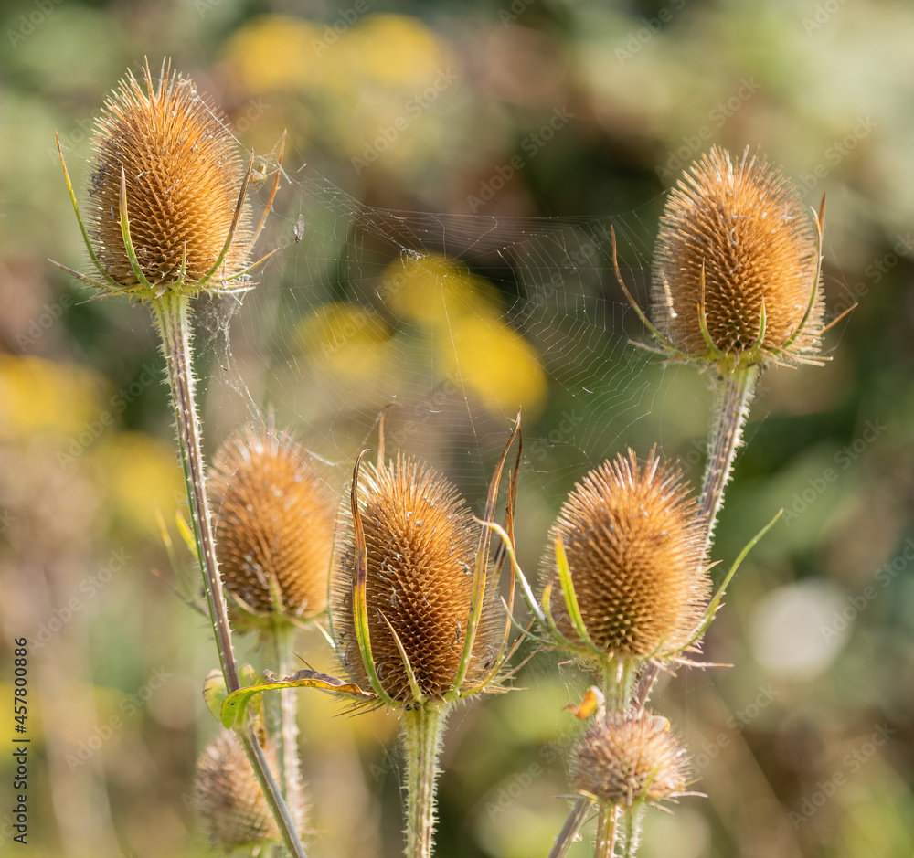 Obraz premium Teasel in Autumn