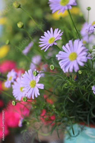 Purple Daisies © Taylin