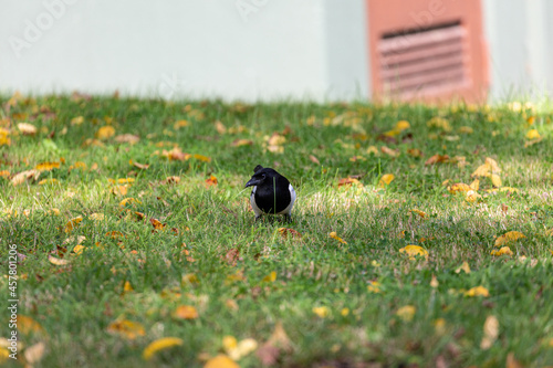 Magpie walking on the grass field